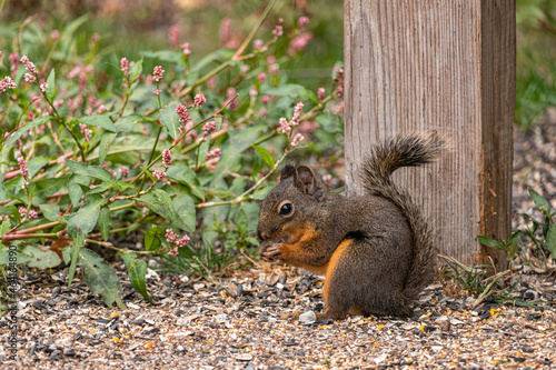 close up of a cute Douglas squirrel eating seeds spreading down the wooden pole of a bird feeder in the park photo