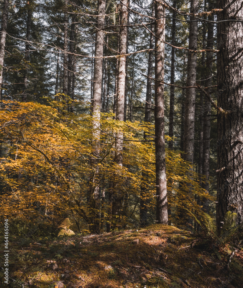 Obraz premium Unreal beautiful autumn tree with golden leaves in the forest. Autumn season background concept
