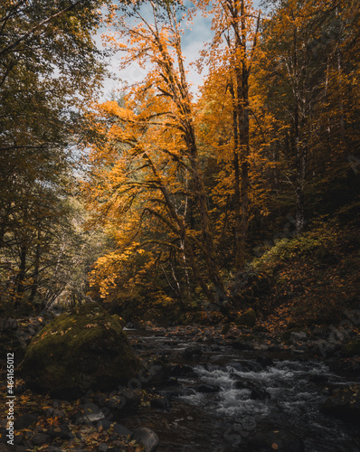 Deciduous trees with colorful green, yellow, orange, golden leaves. Mountain river with in the autumn forest. Forest river in autumn fall. Autumn forest river landscape. 