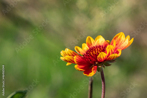 close up of a blooming Indian blanket flower with green background