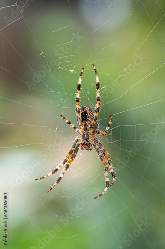 close up of a spider with all its legs stretched on its web in the park