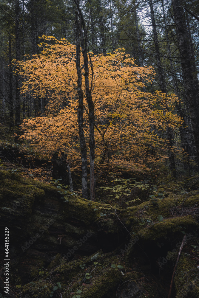 Unreal beautiful autumn tree with golden leaves in the forest on the front background of a tree trunk. Autumn season background concept Unreal beautiful autumn tree with golden leaves in the forest on the front background of a tree trunk. Autumn season background concept