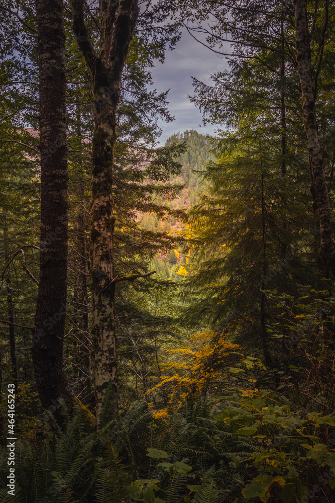 Obraz premium Unreal beautiful autumn tree with golden leaves in the forest on the front background of a tree trunk. Autumn season background concept