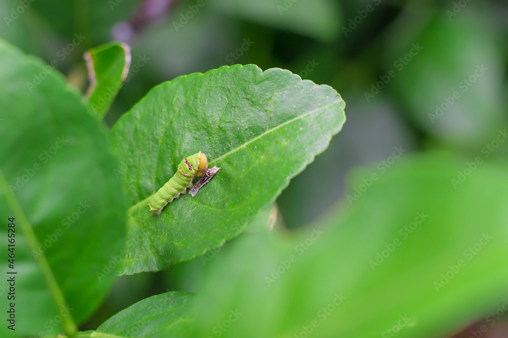 The closeup of fat green caterpillar is climbing on the green lemon leaf. It’s eating some food on green leaf in natural theme. It becomes a pupa before will be grow to the butterfly next. The closeup of fat green caterpillar is climbing on the green lemon leaf. It’s eating some food on green leaf in natural theme. It becomes a pupa before will be grow to the butterfly next.