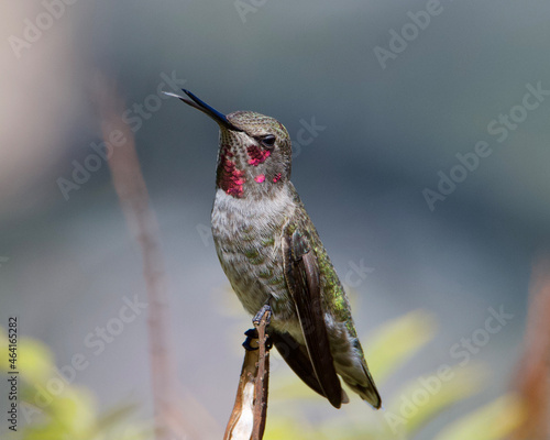 hummingbird on a branch