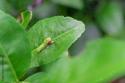 The closeup of fat green caterpillar is climbing on the green lemon leaf. It’s eating some food on green leaf in natural theme. It becomes a pupa before will be grow to the butterfly next.