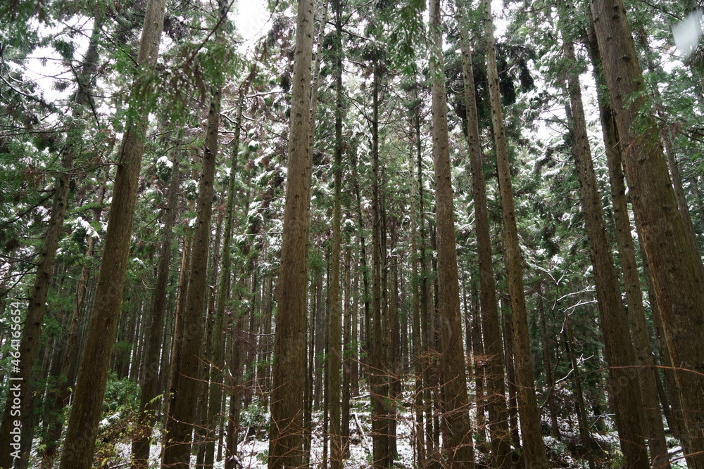 Fototapeta premium 雪の積もる石川県の杉林