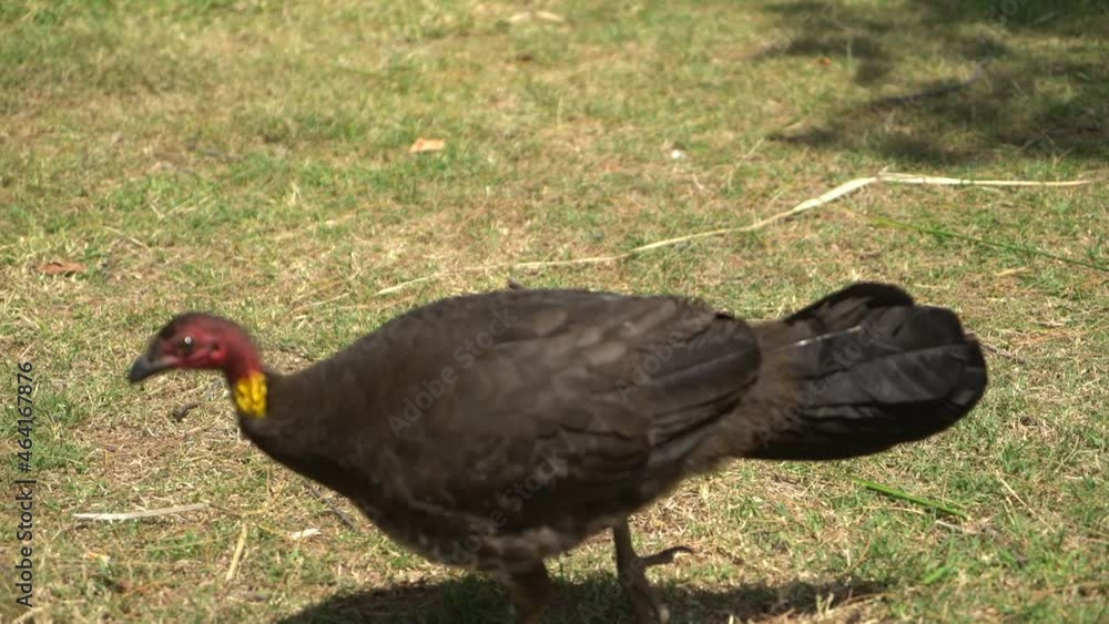 Wild turkey medium shot curious in nature Wild turkey medium shot curious in nature