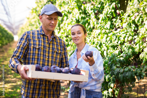 Man and woman standing beside rows of plum trees in plantation. Man holding wooden box full of plums, woman holding one in hand.