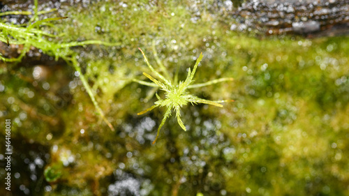 Moss sphagnum, individual plant, macro photo with blurred background photo