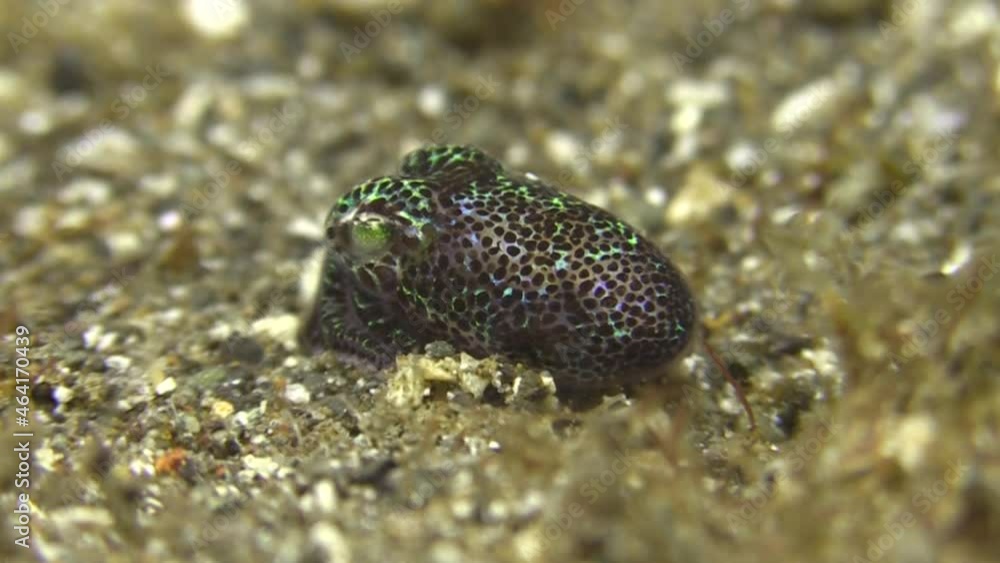 bobtail squid digs in using arm to cover with sand, close-up shot during night bobtail squid digs in using arm to cover with sand, close-up shot during night