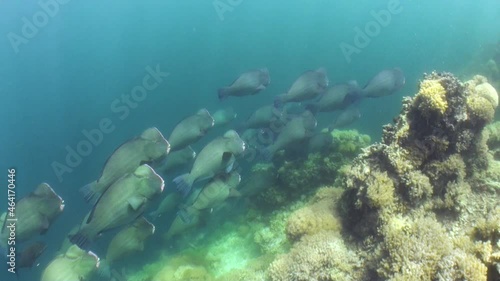 school of 20 large bumphead parrotfish passing by close to coral reef, camera follows along reef photo