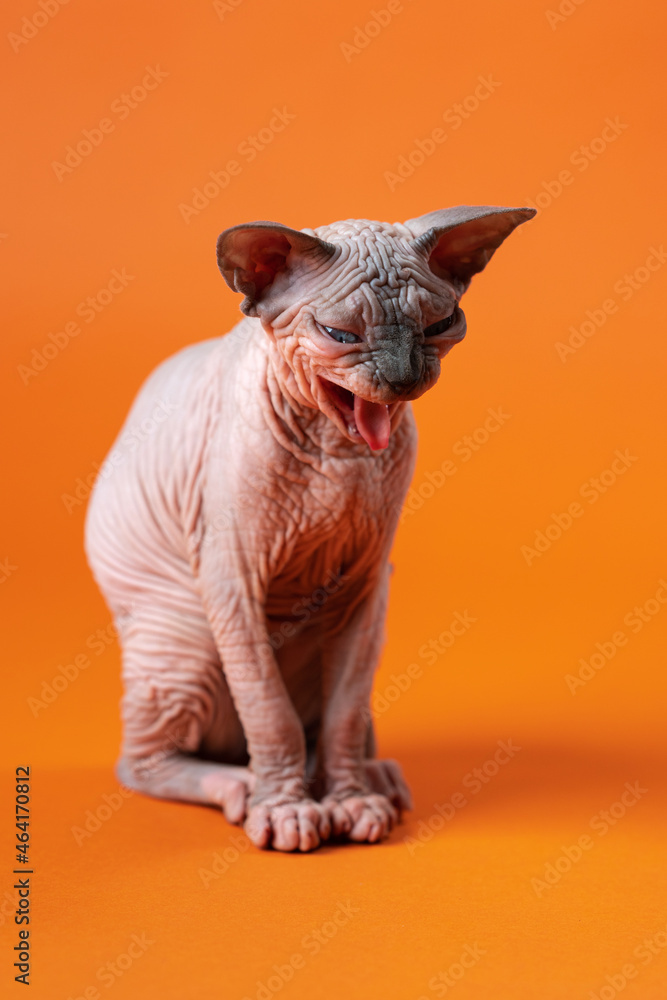 Portrait of female Canadian Sphynx Cat on orange background. Kitten four month old of blue mink and white color sitting with open mouth and protruding tongue. Front view. Studio shot.