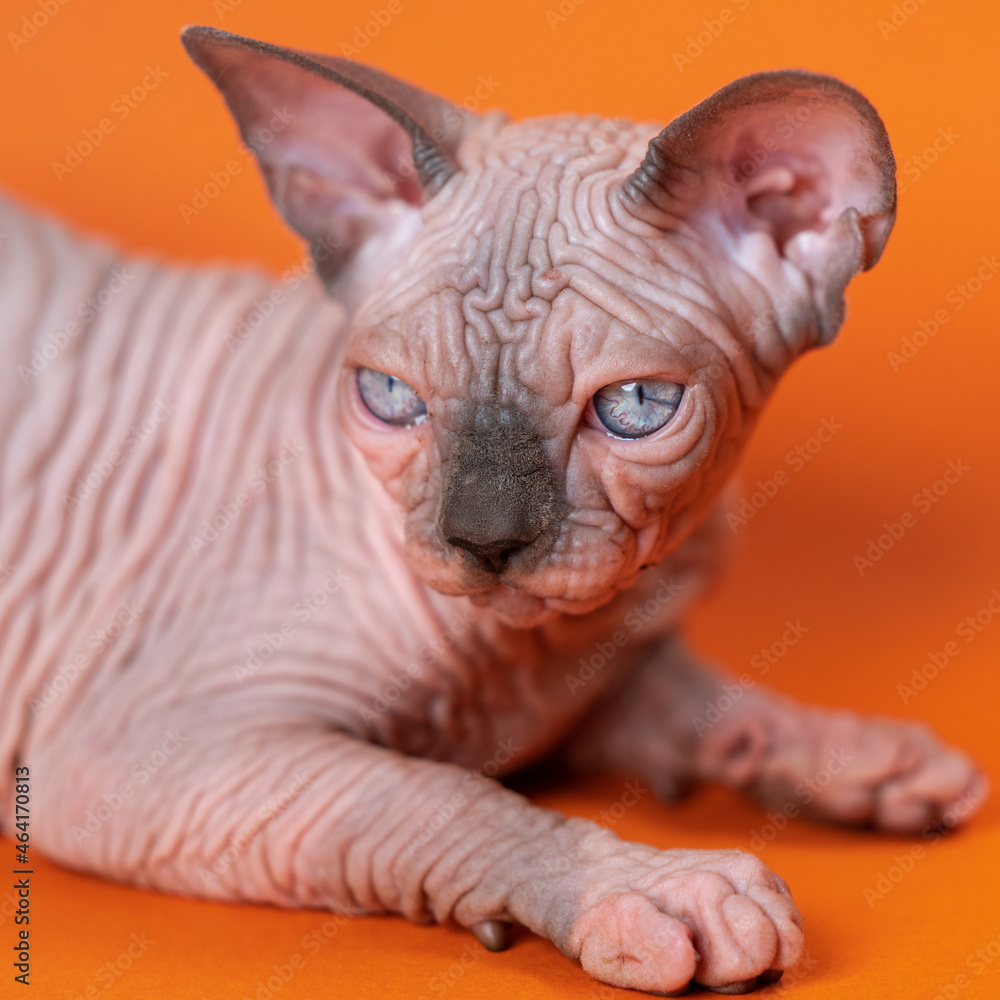 Portrait of Canadian Sphynx Cat of blue mink and white color lying on orange background. Hairless kitten 4 months old looking away. Close-up. Studio shot.
