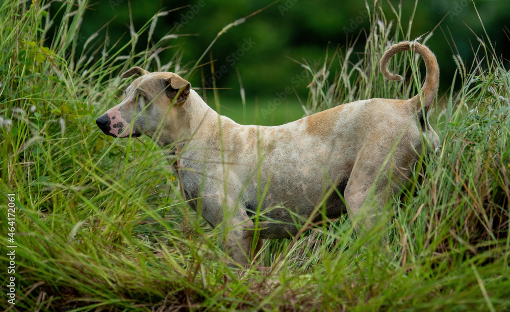 Fototapeta premium Shepherd dogs and cattle