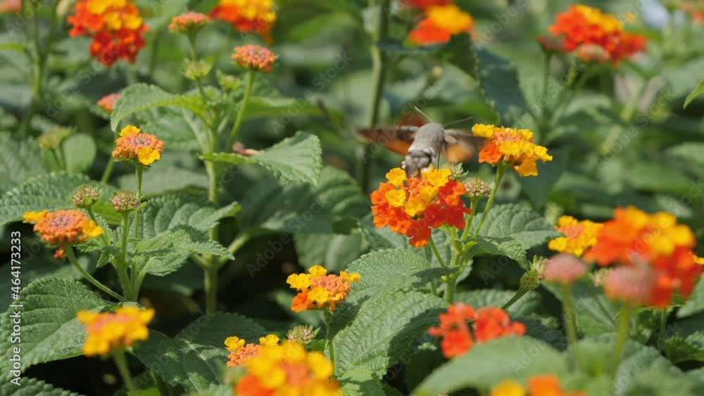 Hummingbird hawk moth collect nectar from orange lantana flower rotating around, close up handheld slow motion. Hummingbird hawk moth collect nectar from orange lantana flower rotating around, close up handheld slow motion.