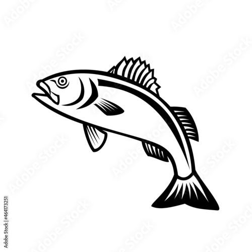 Mascot illustration of European seabass sea bass or Dicentrarchus labrax jumping up viewed from side on isolated background in retro black and white style.