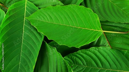 Mitragyna speciosa (kratom leaf) have benefits to help reduce fat.