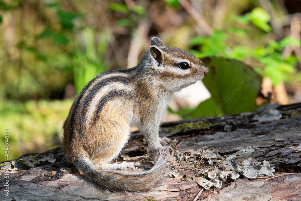 Chipmunk sits on a log close up. Russia, Buryatia