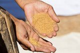 Millet grains in female hands close up