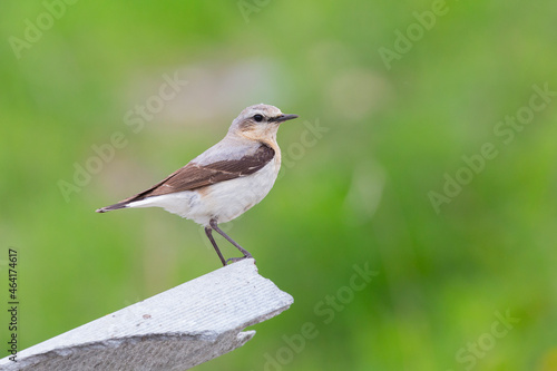 Northern wheatear sits on a stone and holds prey in its beak