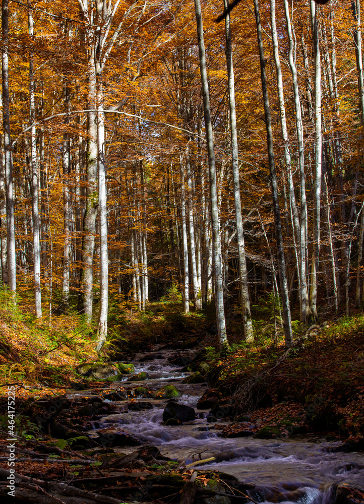 Fototapeta premium Landscape with a stream in a yellowed forest
