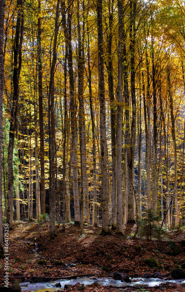 Fototapeta premium autumn in the forest