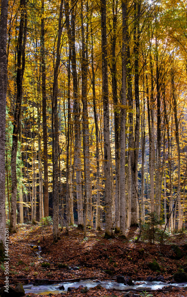 autumn landscape in a deciduous forest