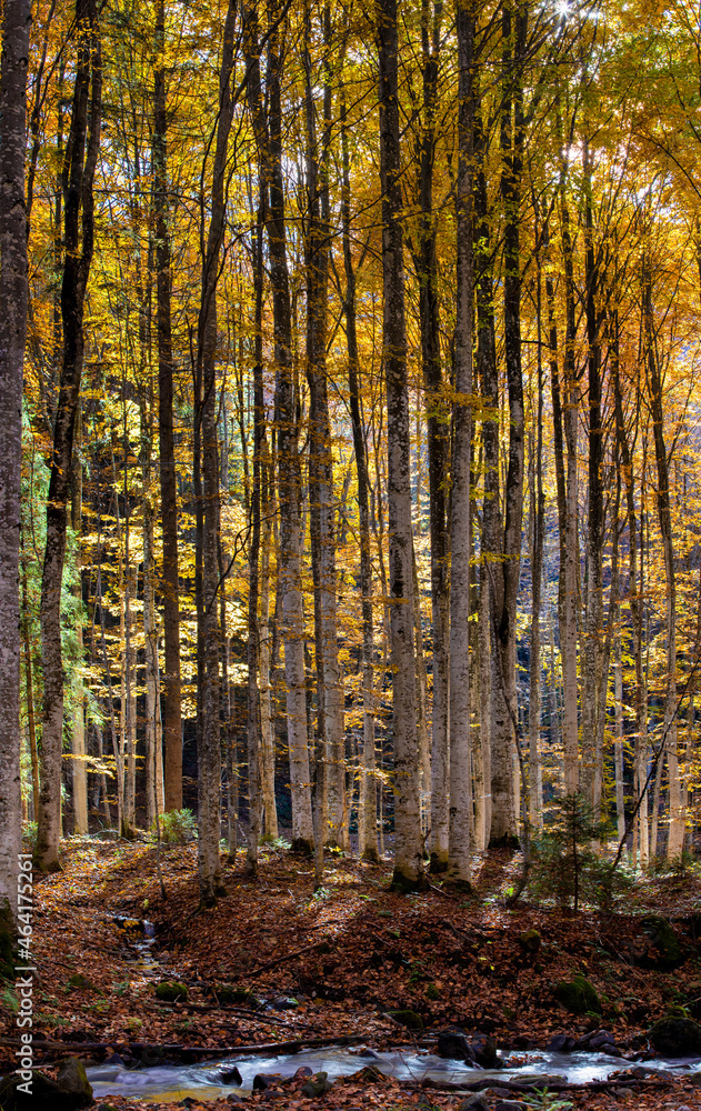 autumn landscape in a deciduous forest autumn landscape in a deciduous forest