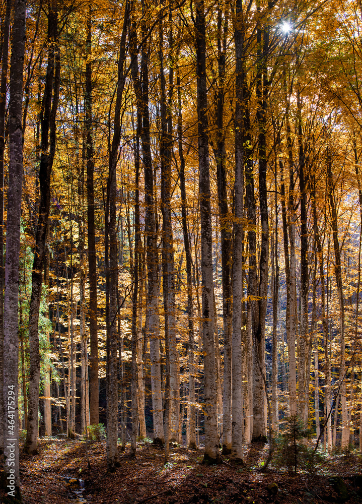 landscape of a deciduous forest in autumn