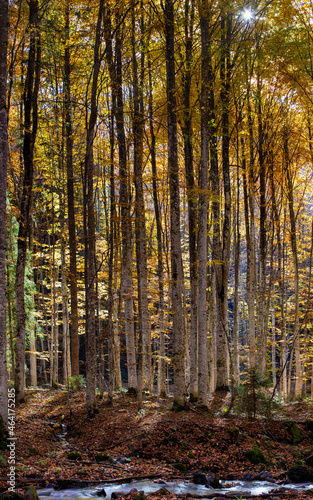 landscape in an autumn beech forest