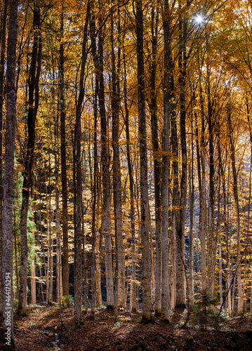 Fototapeta Naklejka Na Ścianę i Meble -  landscape of a deciduous forest in autumn