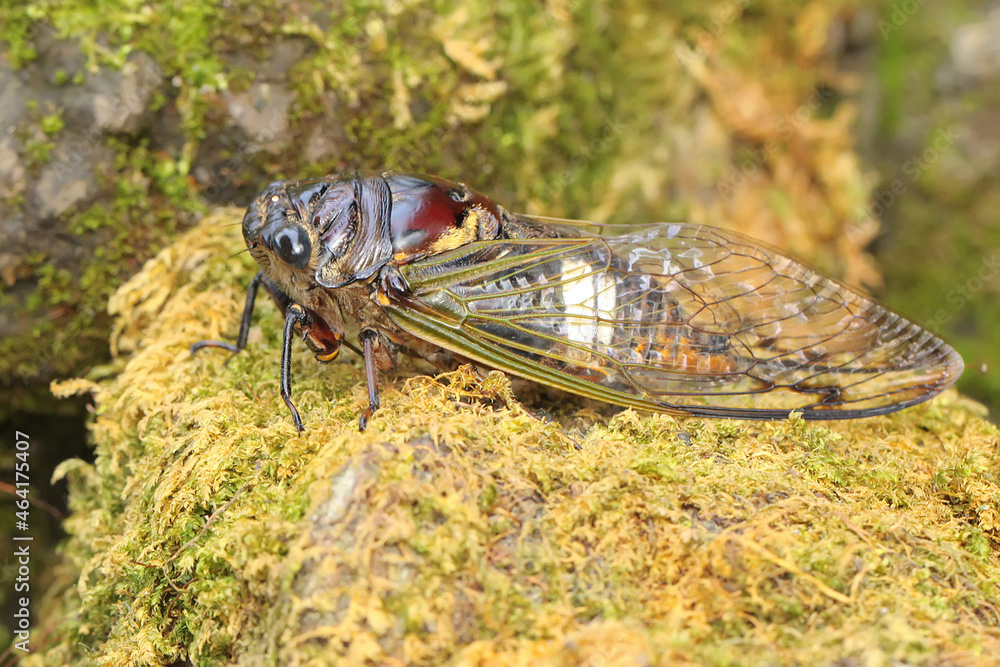 An evening cicada resting in a bush. This insect has the scientific name Tanna japonensis.  - obrazy, fototapety, plakaty 