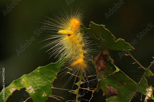 A bright yellow caterpillar is eating leaves.  photo