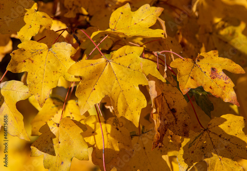 yellowed leaves on branches in the foreground