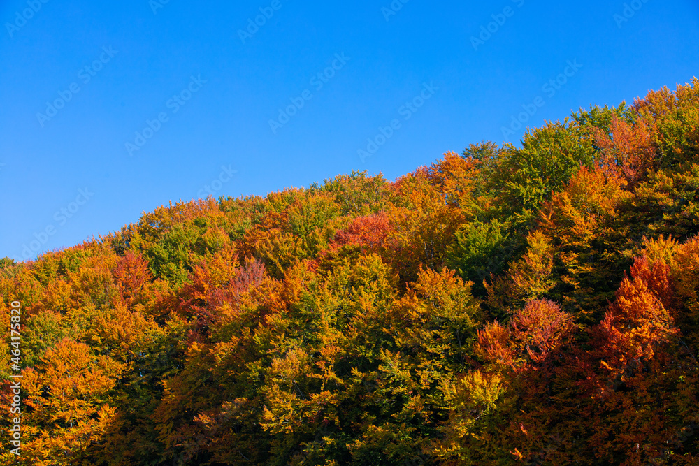 Fototapeta premium Landscape with colorful forest in autumn shades