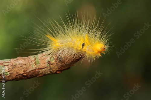 A bright yellow caterpillar is eating leaves.  photo