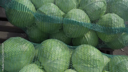 harvest of fresh organic cabbage in nets