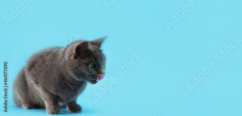 gray cat breed Russian blue sits on a blue background and meows, free space for text