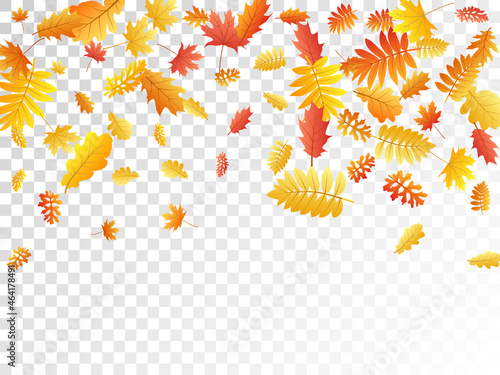 Oak, maple, wild ash rowan leaves vector, autumn foliage on transparent background.