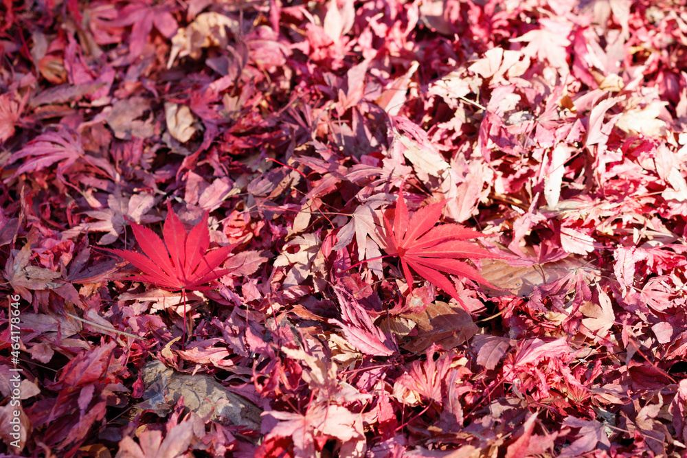 紅葉の落ち葉、枯れ葉の絨毯に新しく落ちたモミジの葉