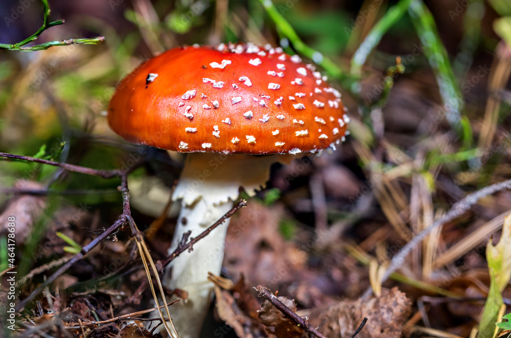 Amanita Muscaria Toadstool Mushroom in a Baltic Forest Amanita Muscaria Toadstool Mushroom in a Baltic Forest