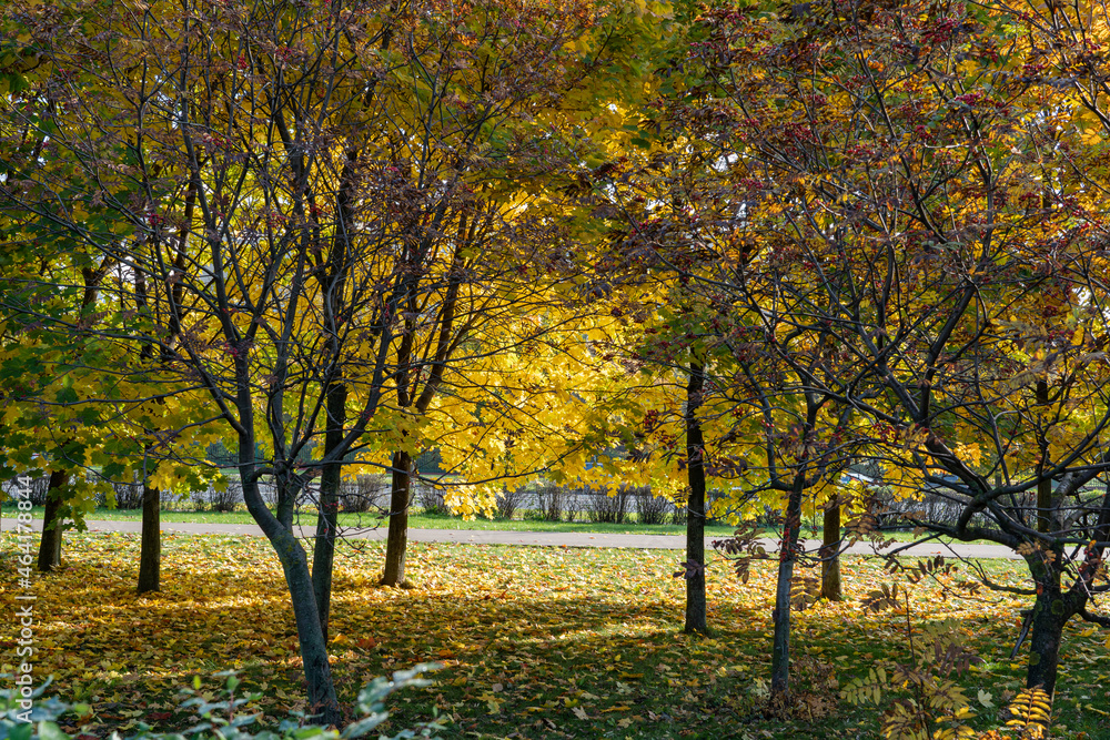 Multicolored trees in the sun in autumn.