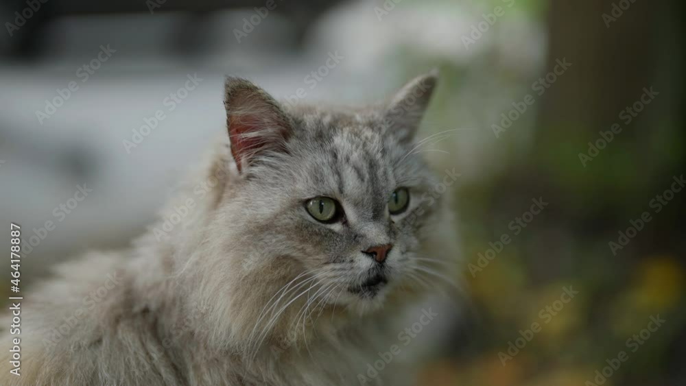 Close-up portrait of a serious gray cat with green eyes and fluffy fur Close-up portrait of a serious gray cat with green eyes and fluffy fur