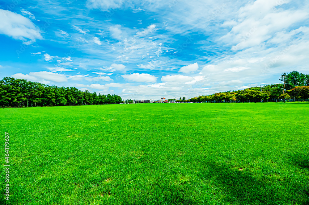 Fototapeta premium 芝