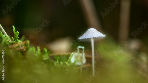 Glowing Tiny Mushroom Macro Photograph