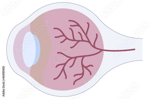 Cross section icon of human eye in a flat style isolated on a white background. Vector illustration