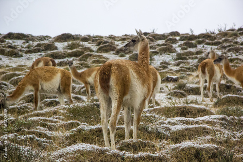 Guanaco lama in Patagonia in Torres del Paine National Park, in the south of the Chili province Magallanes Region and Antartica Chilena, Puerto Natales © Александра Замулина