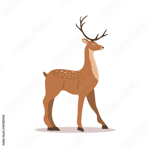 Cute noble sika deer. Reindeer with antlers on white background. Ruminant mammal animal. Vector illustration in flat cartoon style.