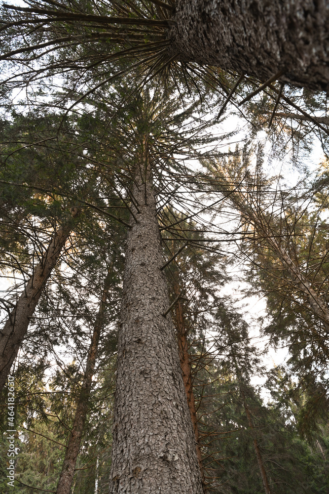 Fototapeta premium bosco albero
